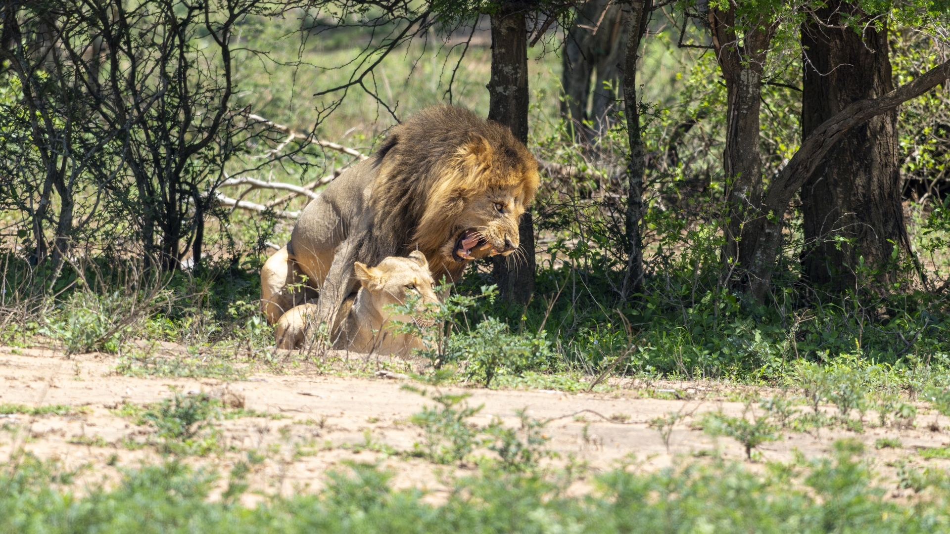 Kruger25 2025 11 01 09 54 45 ILCE 1M2 2268